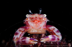 M A M A 
Porcelain crab with eggs (Porcellanidae)
Lembe... by Irwin Ang 